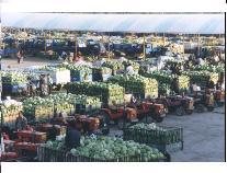 巴彦淖尔四季青 塞上粮仓的农副产品集散枢纽