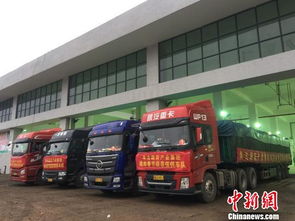 海口大型公益性农副产品批发市场启动试运营，39家一级批发商入驻开启惠民新篇章