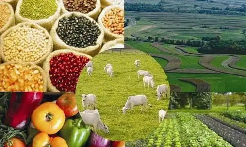 农产品与农副产品的区别 从田间到餐桌的产业链解析